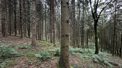 Fichtenbestand